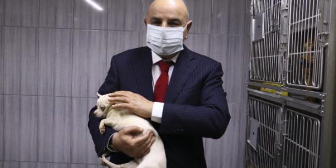 Ankara'da bodrumda bulunan 68 köpek, tedaviye alındı
