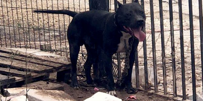 Tehlikeli köpekleri besleyen 9 kişiye toplam 86 bin 67 TL ceza 