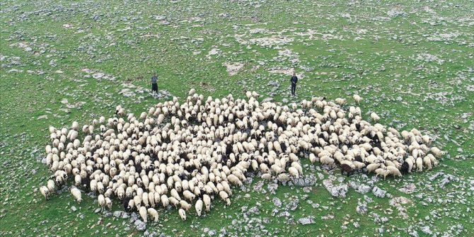 2020 yılı hayvancılık desteklemelerinin uygulama usul ve esasları belli oldu