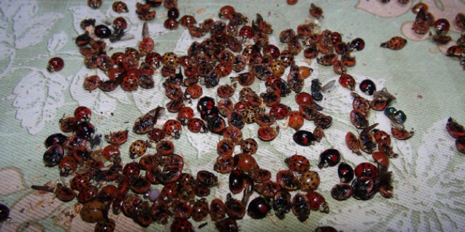 Rize'yi istila eden uğur böceklerinin sırrı ortaya çıktı