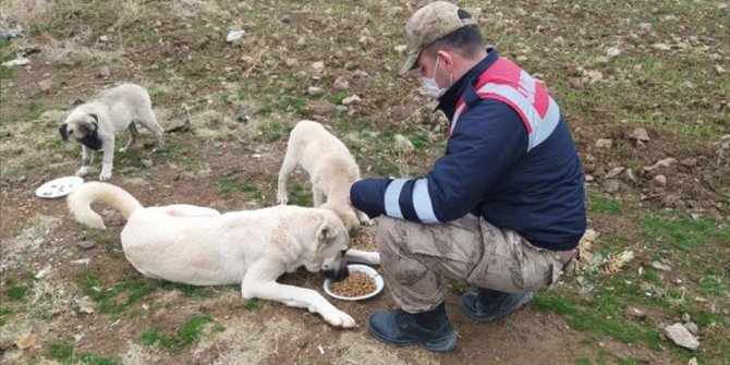 Elazığ'da sokağa çıkma kısıtlamasında sokak hayvanlarına mama verildi