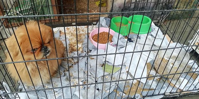 Ankara'da bu kez petshopa baskın: 19 hayvana el konuldu