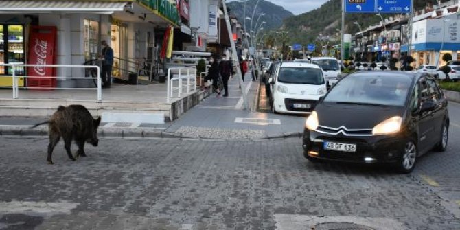 Marmaris'te buzağı büyüklüğündeki yaban domuzu trafiği kilitledi