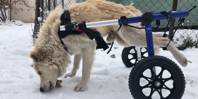 Arka bacakları felçli Lokum’a yürüteç