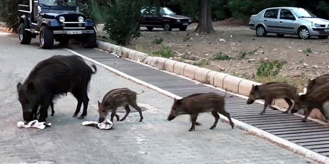 Marmarisliler şehre inen domuzlardan tedirgin