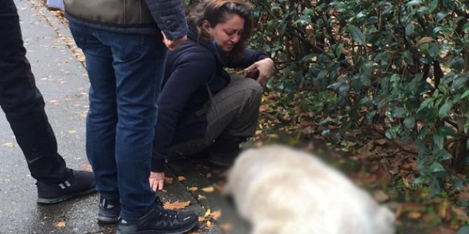 'Sokak köpekleri uyuşturucu iğneyle telef edildi' iddiası