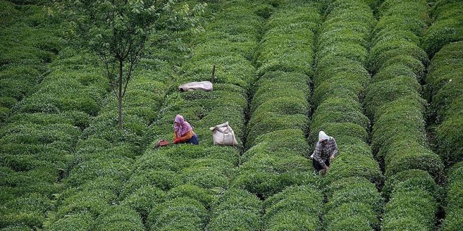 Türk çayı 15 milyon dolar kazandırdı