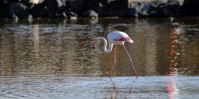 'Büyük flamingo' Ağrı Dağı Milli Parkı'nda beslenirken görüntülendi