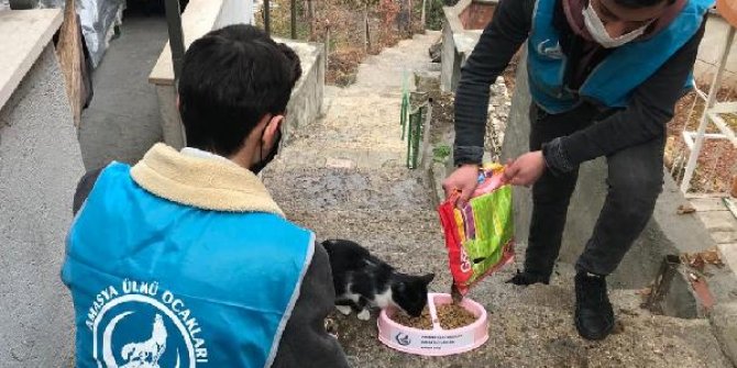 Amasya'da kısıtlamada sokak hayvanları unutulmadı