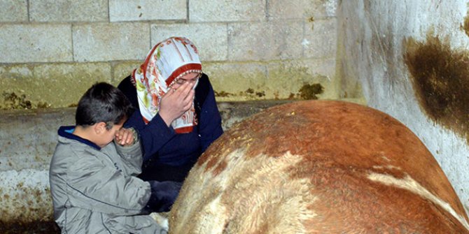 3 çocuğu FMF hastası olan kadın ile oğlu, ölen ineklerinin başında gözyaşı döktü