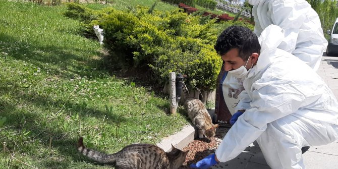 Sokak hayvanları unutulmuyor