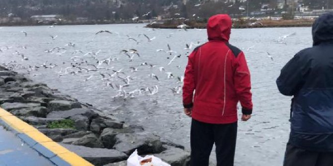 Haliç’te martı ve kazların yemek yeme sırası görenleri şaşırtıyor