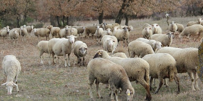 Balıkesir'in 'tescilli' kuzusunu damızlık merkezlerinde yetiştirip üreticiye hibe edecekler