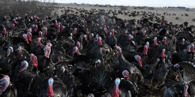 Koronavirüs, hindi satışlarını etkilemedi