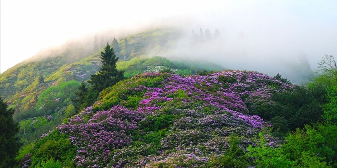 Türkiye'nin geleneksel habitat bilgisi kayıt altına alınıyor