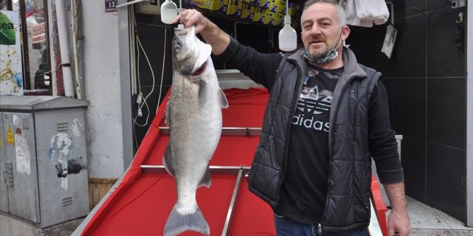 14 kilogramlık levrek 1600 liradan satışa sunuldu