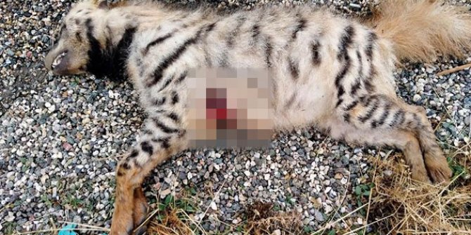 Çizgili Anadolu sırtlanı, silahla vurularak öldürüldü