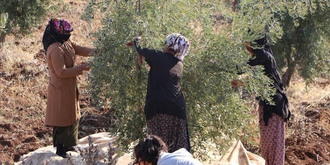 Şırnak'ta zeytin hasadı heyecanı