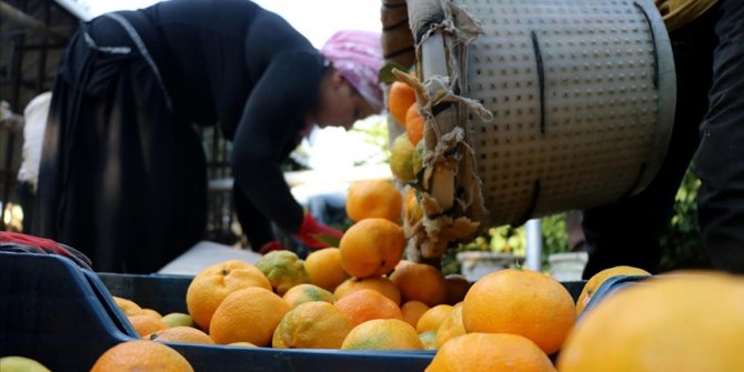 Mandalina üreticileri sezonu 'mutlu' uğurluyor