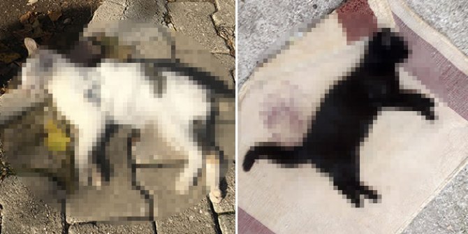 Kemer'de 17 kedi ve 3 tavuk zehirlenerek öldürüldü