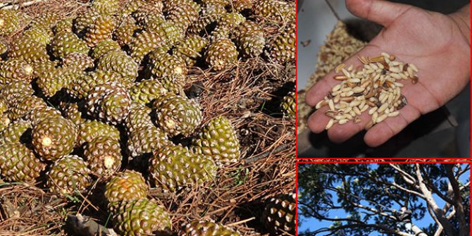 Kilosu 500 lirayı bulan künar için 30 metre yüksekte zorlu çalışma