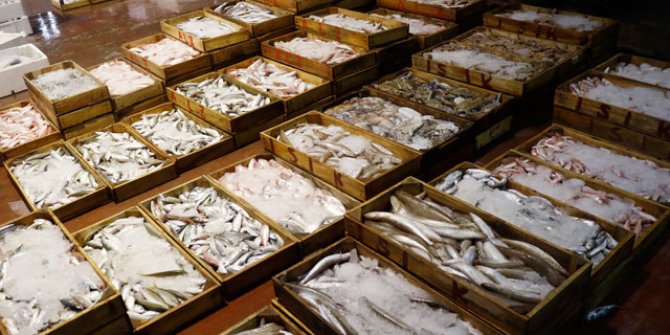 FAO uyardı: Akdeniz ve Karadeniz'deki avcılığın 230 bin tonu ıskarta