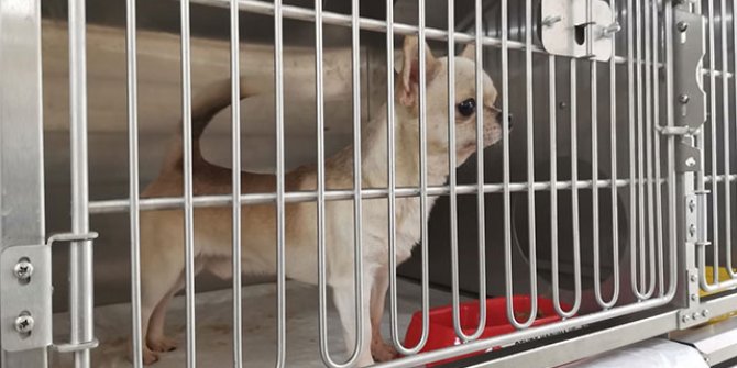 Ankara'da bodrumda bulunan köpeklerin ses tellerinin kesildiği raporla kesinleşti