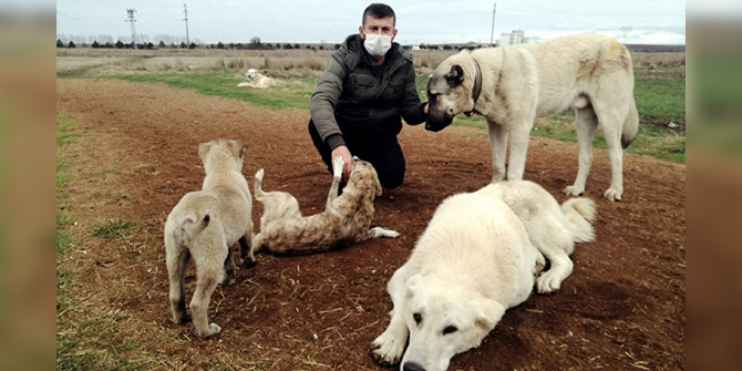 Köpeklerini tüfekle öldürdüğünü iddia ettiği komşusunu darbetti