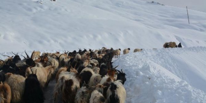 Hakkari'de karda mahsur kalan çoban ve koyunlar kurtarıldı