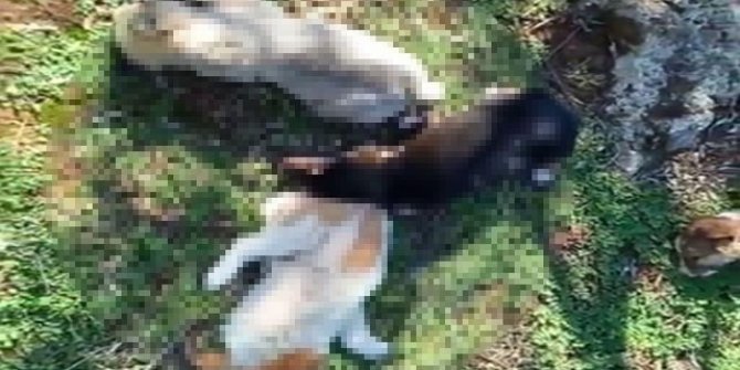Antalya'da 12 sokak köpeği zehirlenerek öldürüldü