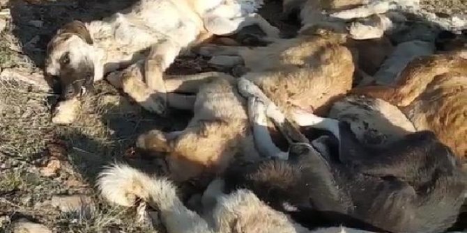 29 köpek, boş arazide baygın bulundu