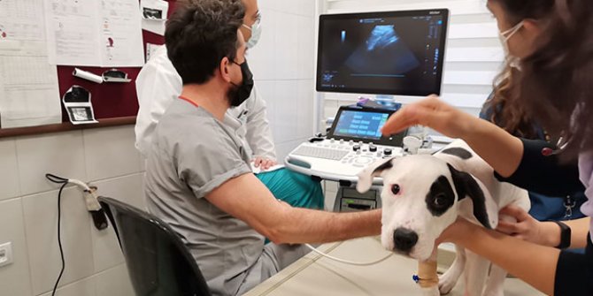 Ses telleri kesilen köpeklerin eski sağlığına kavuşması imkansız