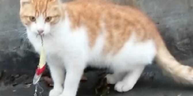 Sahillerde bırakılan misinalar, olta uçları kedilerin ölümüne yol açıyor 