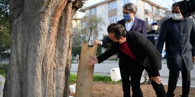 Tuzla’da 600 yıllık ağaç, dut ağacına ve arılara ev sahipliği yapıyor