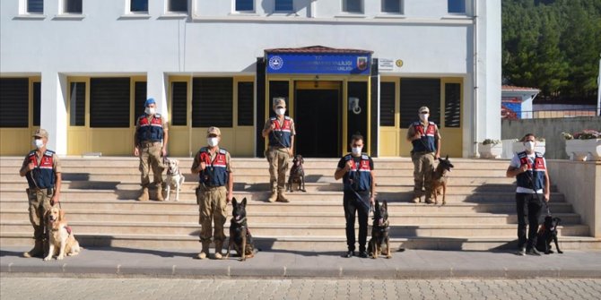 Kahramanmaraş'ta görev yapan 7 hassas burunlu köpek jandarmanın en büyük yardımcısı