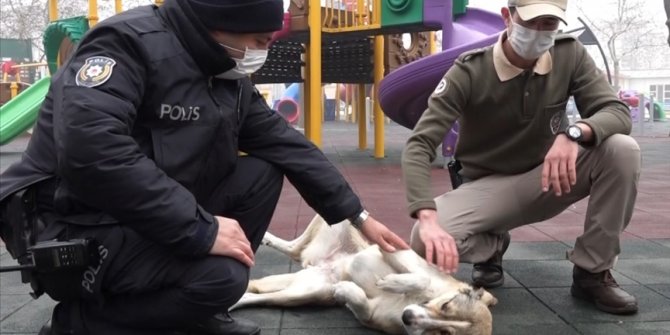 Isparta'da sokak hayvanlarını kısıtlamada polisler besledi