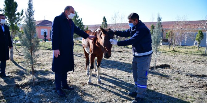 Sahibinden kaçan at, Mamak Belediyesi barınağına gitti