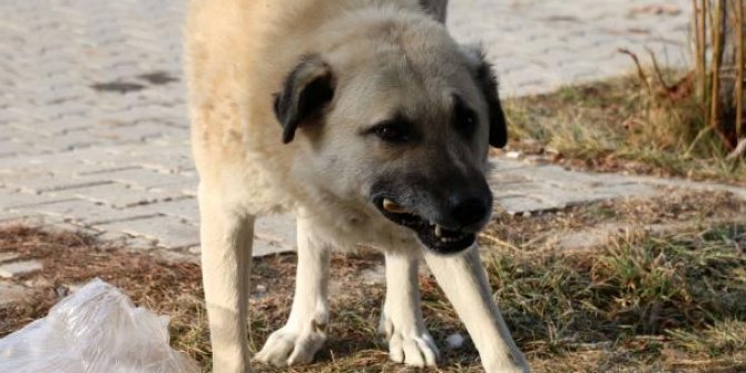 Veteriner adayı yaralı köpeği sokakta tedavi etti