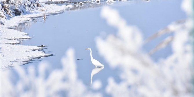 Göçmen kuşlar Kars'taki sulak alanları mesken tuttu