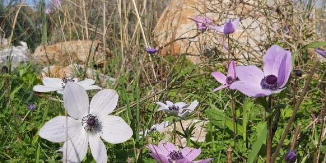 Datça'da baharın müjdecisi olarak bilinen anemonlar açtı