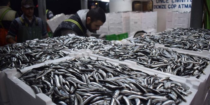 Batı Karadeniz'de balıkçılar hamsi bolluğuyla sevindi