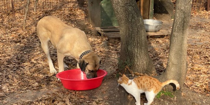 Köpeklerin sesinden rahatsız olunca, 'komşusunu silahla tehdit etti' iddiası