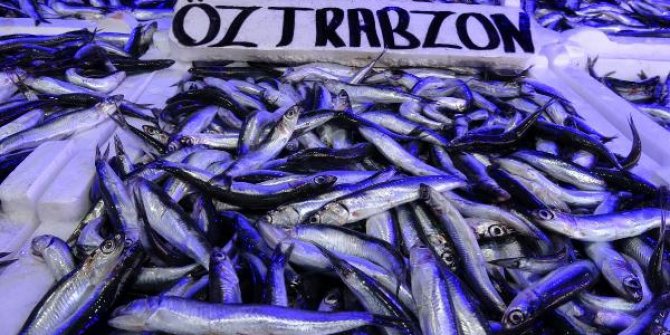Karadeniz’de hamsi avına 10 gün yasak getirildi