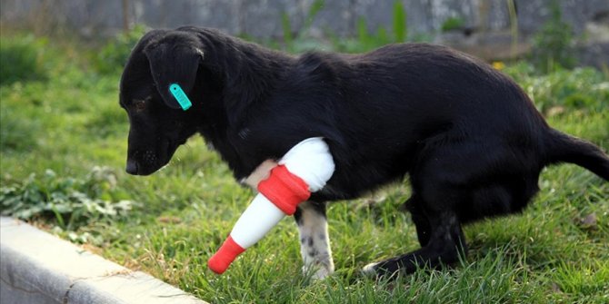 Bacağı kesilen sokak köpeği 3 boyutlu yazıcıdan tasarlanan protezle yürüdü