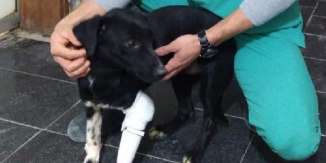 Köpeğin kesilen bacağına protez takıldı