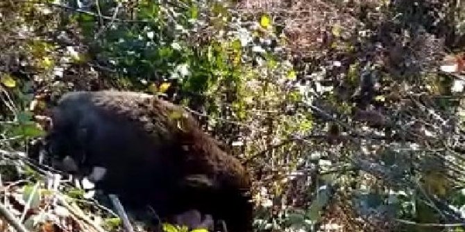 Kırklareli’ndeki yaban domuzu ölümleri araştırılıyor