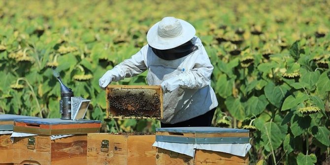 Arıcılık, ipek böcekçiliği, kaz ve hindi yetiştiriciliğine hibe desteğine başvuru için son gün 22 Ocak