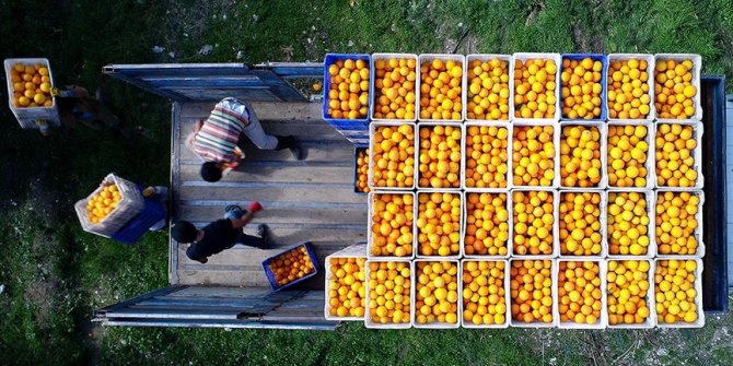 Turunçgillerde ihracat artışı için 'üretim sezonunun uzatılması' önerisi