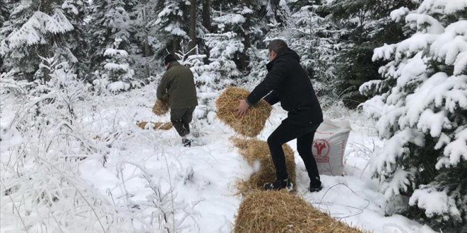 Bolu'da yabani hayvanlar için doğaya yem bırakıldı