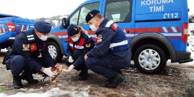 Bitkin düşen şahini jandarma kurtardı